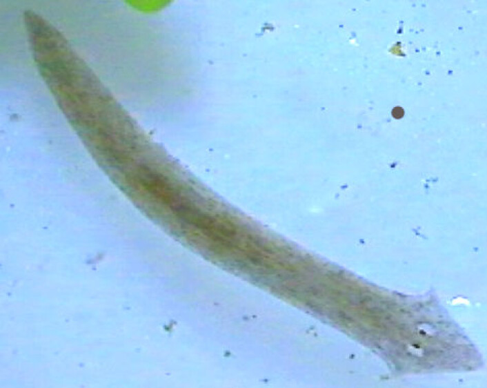 Flatormen planaria. (Foto: Wikimedia Commons) Flatormen planaria. (Foto: Wikimedia Commons)
