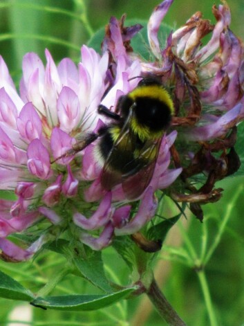 Hagehumla - Bombus hortorum - er en langtunget humle som ikke er i tilbakegang i Norge. (Foto: Anne Lene Aase) Hagehumla - Bombus hortorum - er en langtunget humle som ikke er i tilbakegang i Norge. (Foto: Anne Lene Aase)