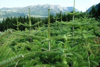 Den norske juletreproduksjonen har vokst kraftig i de senere år. Norsk Pyntegrønt Forsøksring tror eksporten utgjør 70 000 juletrær i år. Den norske juletreproduksjonen har vokst kraftig i de senere år. Norsk Pyntegrønt Forsøksring tror eksporten utgjør 70 000 juletrær i år.