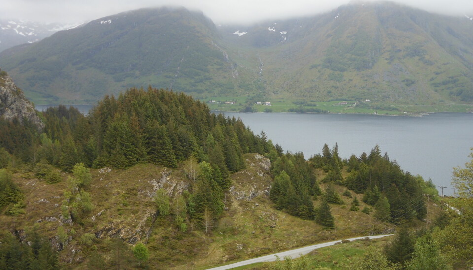 Figur 1 Et granfelt langs Stongfjorden.