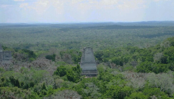 Tikal ligger i et område med mye tett skog, men Lidar kan brukes til å se gjennom tykk vegetasjon, for å se hva slags bygninger som skjuler seg under. Tikal ligger i et område med mye tett skog, men Lidar kan brukes til å se gjennom tykk vegetasjon, for å se hva slags bygninger som skjuler seg under.