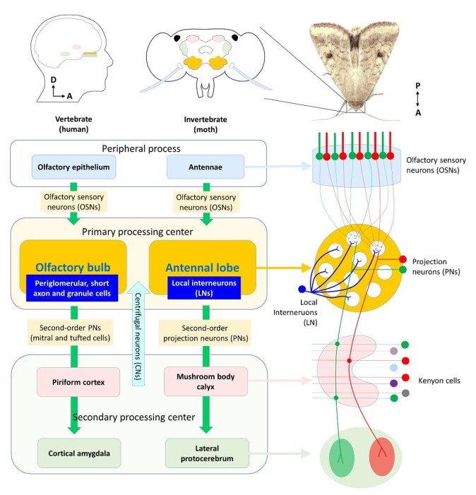 The sense of smell. The illustration shows how odor signals are processed in humans and moths. (Click on the image for a larger version.) The sense of smell. The illustration shows how odor signals are processed in humans and moths. (Click on the image for a larger version.)
