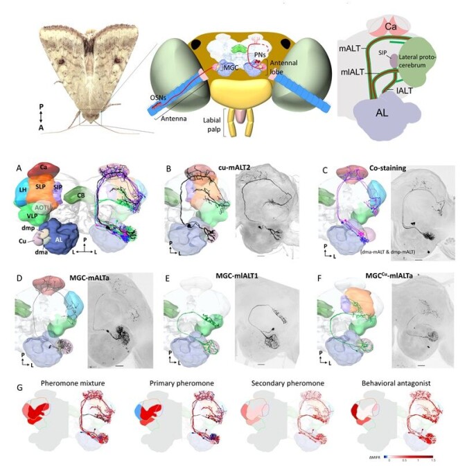 Different pheromones that affect different parts of the brain. (Click on the image for a larger version.) Different pheromones that affect different parts of the brain. (Click on the image for a larger version.)