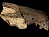 Dette var en av fossilene forskerne fant, snuta til <span class=" italic" data-lab-italic_desktop="italic">Ceratosuchops inferodios.</span>