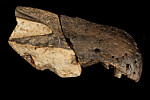 Dette var en av fossilene forskerne fant, snuta til Ceratosuchops inferodios.