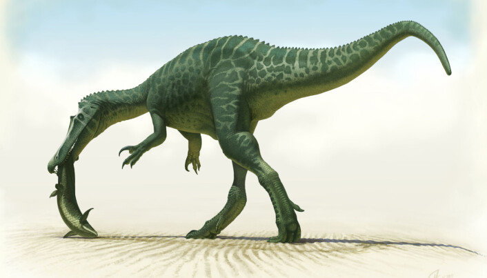 Baryonyx hadde massevis av tenner, og en lang, smal kjeft. Baryonyx hadde massevis av tenner, og en lang, smal kjeft.