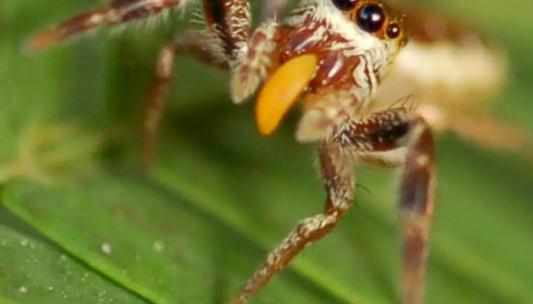 Forbløffende oppdagelse: Edderkopp går vegetarvei