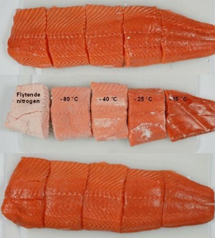 Laksefilet før frysing (øverst), frosset ved ulike temperaturer (midten), og tint (nederst). Laksefilet før frysing (øverst), frosset ved ulike temperaturer (midten), og tint (nederst).