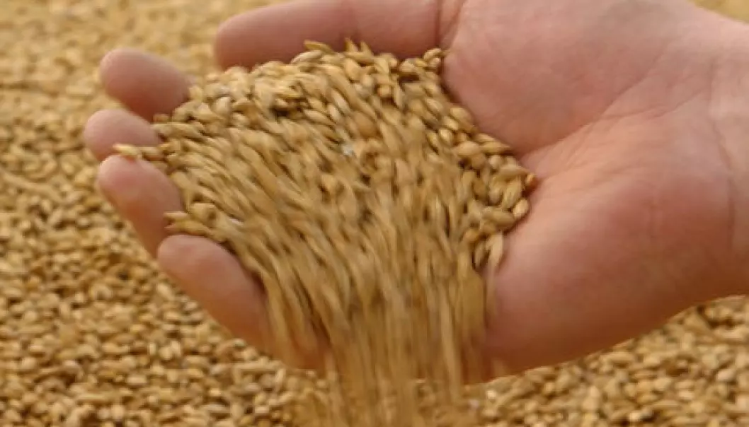 Nye tiltak mot soppgifter i korn
