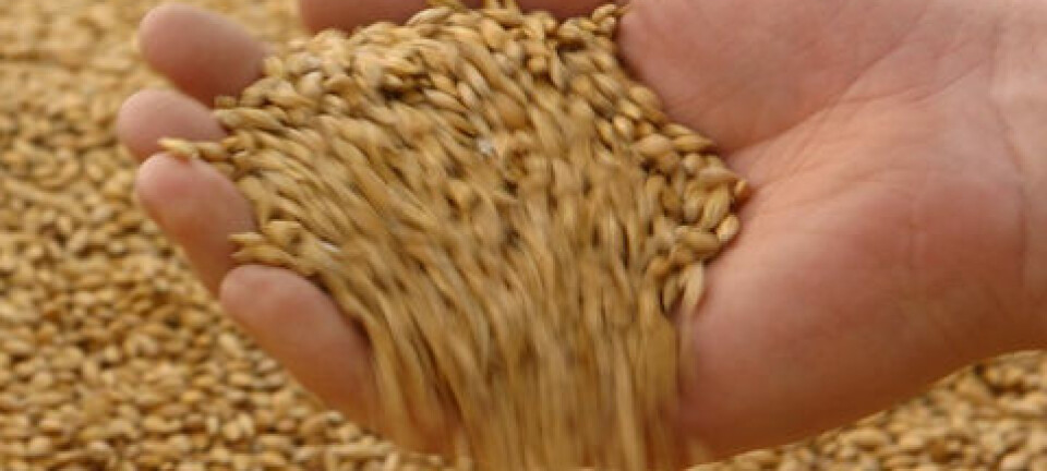 "Korn kan være angrepet av opptil 20 forskjellige sopparter"