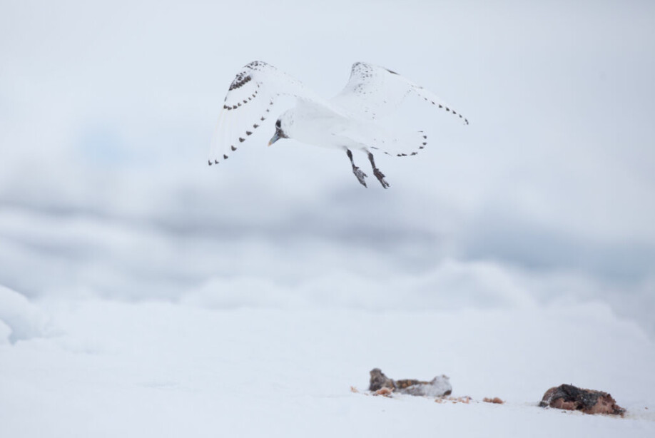 Ismåken er avhengig av drivisen for å finne mat. Men når havisen krymper, forsvinner også noe av livsgrunnlaget til fuglen.
