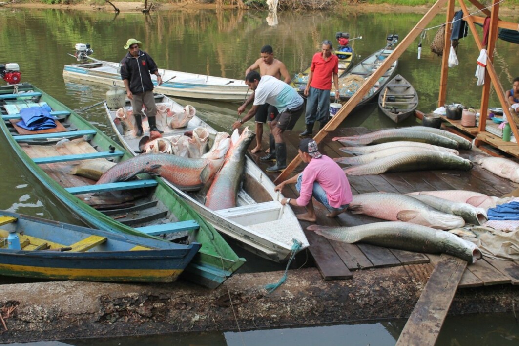 Lokalbefolkningen har etablert et bærekraftig kvotefiske av den enorme ferskvannsfisken pirarucu. Lokalbefolkningen har etablert et bærekraftig kvotefiske av den enorme ferskvannsfisken pirarucu.