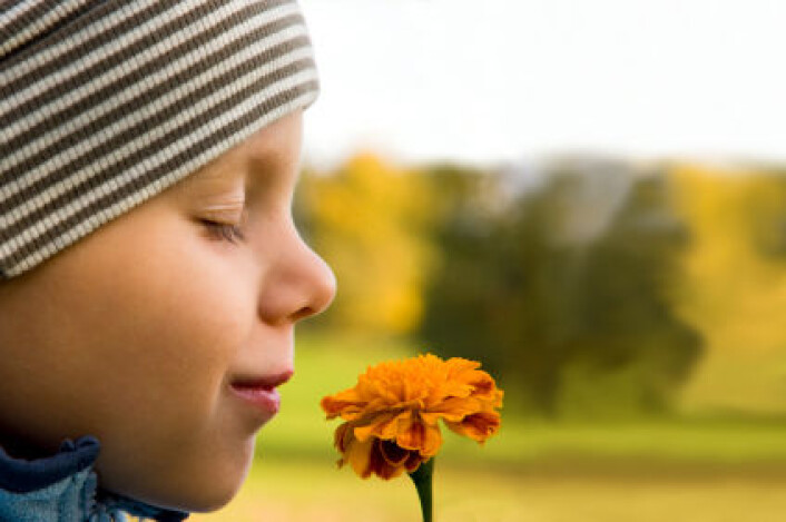 Forskning på hvordan hjernen oppfatter lukt har kommet kortere enn forskning på andre sanser. (Foto: iStockphoto) Forskning på hvordan hjernen oppfatter lukt har kommet kortere enn forskning på andre sanser. (Foto: iStockphoto)