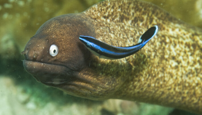 Pussefisken har ikke bare et forhold til partneren. Den har også forhold til andre fisker som kommer for å få en rens, som denne murenen. Kan det kompliserte sosiale livet til pussefisken ha vært med på å drive fram avanserte kognitive evner? Pussefisken har ikke bare et forhold til partneren. Den har også forhold til andre fisker som kommer for å få en rens, som denne murenen. Kan det kompliserte sosiale livet til pussefisken ha vært med på å drive fram avanserte kognitive evner?