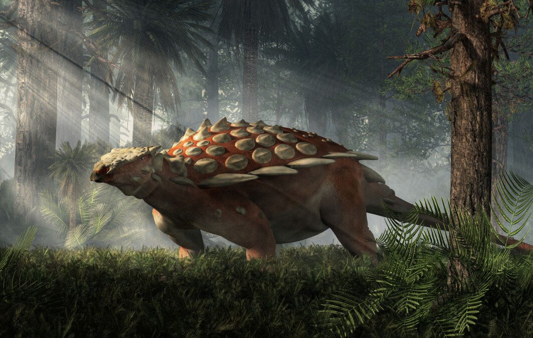 Den pansrede dinosauren, som den også kalles, hadde ganske spesielle pigger. Slik ville den sett ut da den levde på jorda for millioner av år siden. Den pansrede dinosauren, som den også kalles, hadde ganske spesielle pigger. Slik ville den sett ut da den levde på jorda for millioner av år siden.