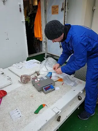 All fangst er blitt nøye registrert. Her fra fiske i dumpefeltet i Malangen sør for Tromsø. All fangst er blitt nøye registrert. Her fra fiske i dumpefeltet i Malangen sør for Tromsø.