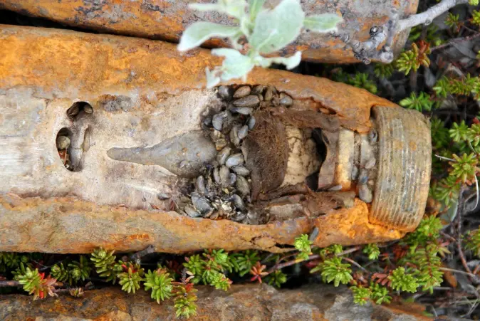 En artillerigranat ble hjem for blåskjell. Slike våpen kan fortsatt detonere. En artillerigranat ble hjem for blåskjell. Slike våpen kan fortsatt detonere.