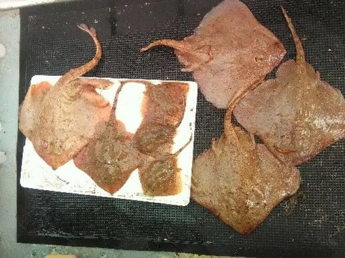 Mange typer fisk og organismer er undersøkt i kartleggingen. Her skate fra dumpefeltet i Botnfjorden. Mange typer fisk og organismer er undersøkt i kartleggingen. Her skate fra dumpefeltet i Botnfjorden.