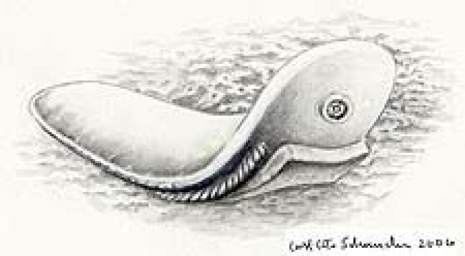 'Fossilet, kjent som Odontogriphus omalus, var et bløtdyr, som beitet på havbunnen ved hjelp av en skrapetunge. Illustrasjon: Carl-Otto Schander'