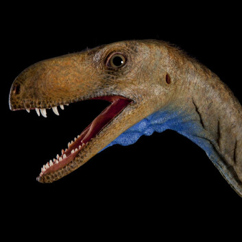 Rekonstruksjon av Eodromaeus, en tidlig kjøttetende dinosaur i gruppen theropoder. De levde for rundt 230 millioner år siden. (Foto: Mike Hettwer)