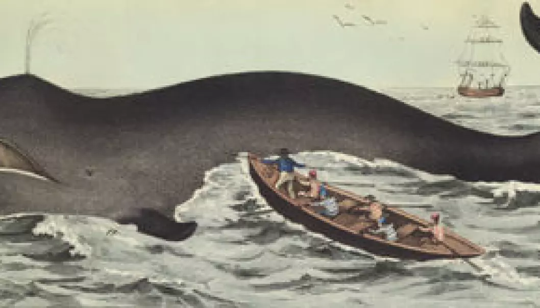 Verdens mest truede hvalbestand ved Svalbard?
