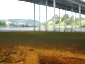Slik lå stokken i elva ved Elgeseter bru. (Foto: Øyvind Ødegård) Slik lå stokken i elva ved Elgeseter bru. (Foto: Øyvind Ødegård)