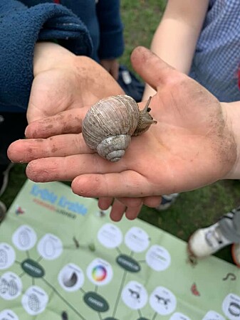 The children at Langelinieskolen classify animals they find in nature.  Here they have found a vine snail.