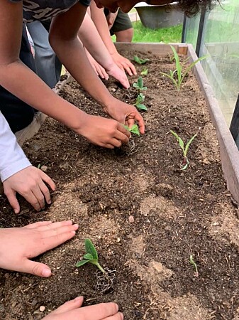 Students from Langelinieskolen sow plants in a bed.