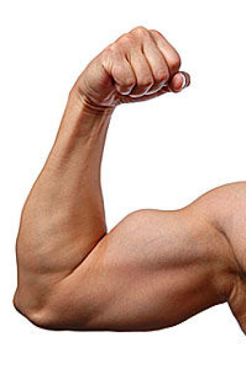 Muskler husker fordums storhet. (Foto: Shutterstock) Muskler husker fordums storhet. (Foto: Shutterstock)