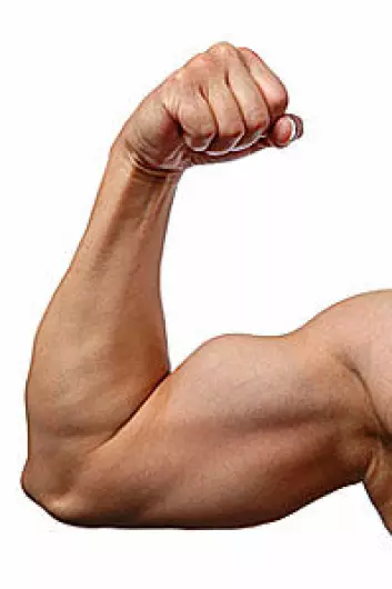 Muskler husker fordums storhet. (Foto: Shutterstock)