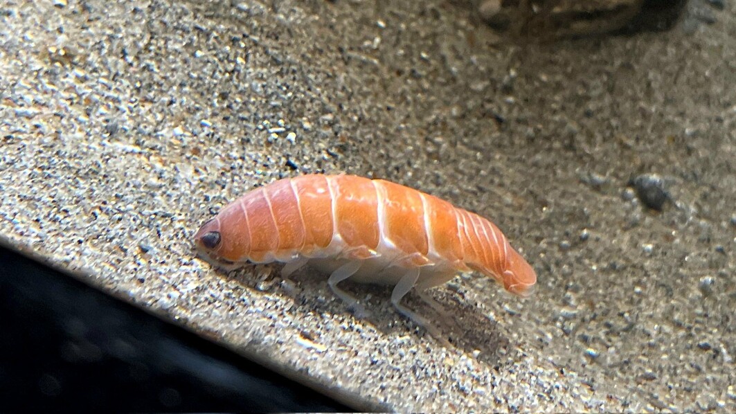 Lakserosa og hvite striper på toppen. Hvit under. Nå bor det rare dyret i et akvarium i Japan. Lakserosa og hvite striper på toppen. Hvit under. Nå bor det rare dyret i et akvarium i Japan.