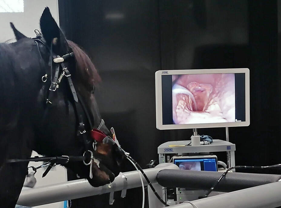 En trykksensor i luftrøret viser hvilket trykk hesten har i luftveien på inn- og utpust. Under undersøkelsen bruker veterinærer også kamera.