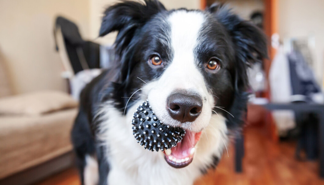 Border collie er kjent for å være en intelligent hunderase. Border collie er kjent for å være en intelligent hunderase.