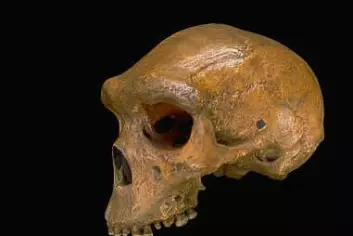 "Homo heidelbergensis, muligens forfar til både Homo sapiens og Homo neandertalensis."