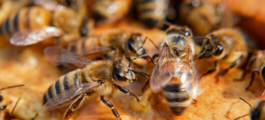 Bier på landet må fly lenger etter mat enn bier i byen
