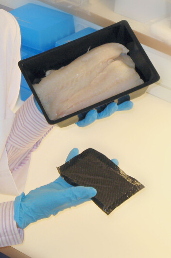 Slik ser fiskebleia ut når den lages på laboratoriet. (Foto: Kjell J. Merok)