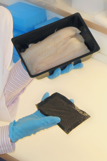 Slik ser fiskebleia ut når den lages på laboratoriet. (Foto: Kjell J. Merok) Slik ser fiskebleia ut når den lages på laboratoriet. (Foto: Kjell J. Merok)