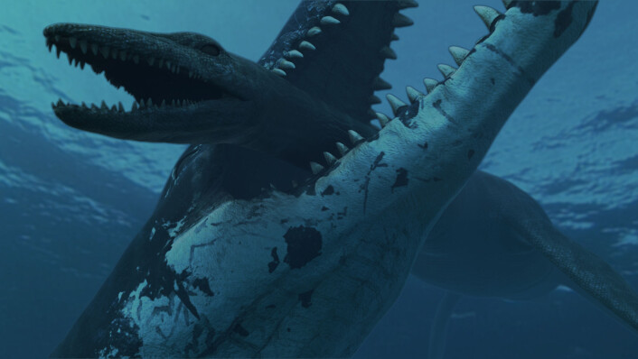 Med et kjevetrykk på 15 000 kg fester en pliosaur grepet på en plesiosaur (Illustrasjon: Atlantic Productions) Med et kjevetrykk på 15 000 kg fester en pliosaur grepet på en plesiosaur (Illustrasjon: Atlantic Productions)