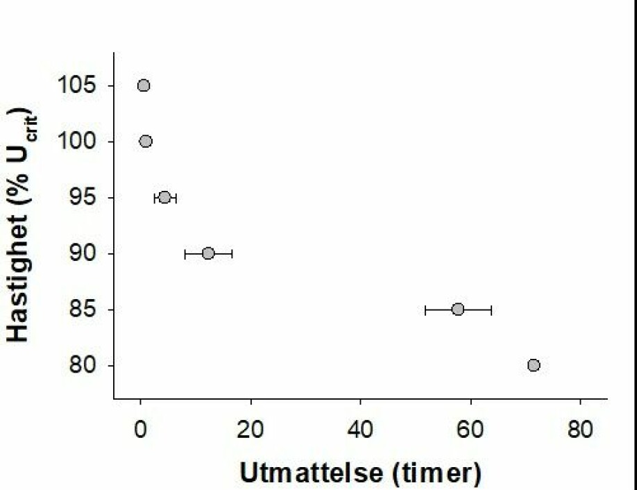 Figuren viser hvor lenge laksen klarer å svømme ved konstante hastigheter basert på én prosent av fiskens kritiske svømmehastighet (Ucrit). Ved høyere hastigheter blir fisken raskere utmattet, men ved 80 prosent Ucrit blir den ikke utmattet.