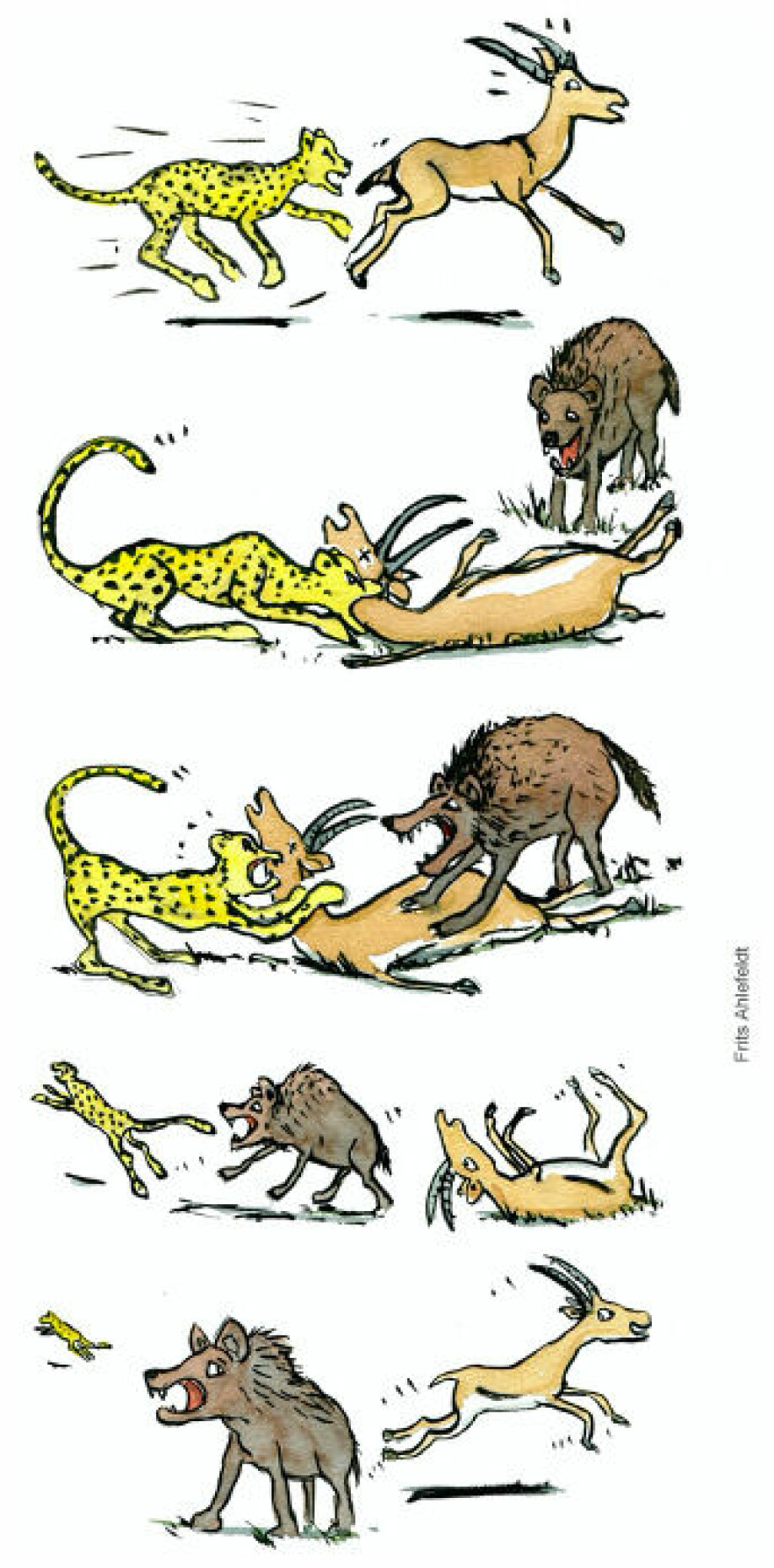 Geparden nedlegger en impala, som spiller død. En hyene forsøker å overta byttet og jager vekk geparden, og da slipper impalaen unna. Tegningen illustrerer de evolusjonære fordelene med å spille død.