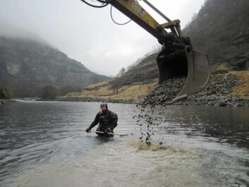 På vanskelig tilgjengelige steder brukes helikopter til å legge ut gytegrus. Her i Aurlandselva gjør gravemaskinen jobben, mens forskeren i dykkedrakt står klar til å rake. (Foto: Tore Wiers, Uni Miljø) På vanskelig tilgjengelige steder brukes helikopter til å legge ut gytegrus. Her i Aurlandselva gjør gravemaskinen jobben, mens forskeren i dykkedrakt står klar til å rake. (Foto: Tore Wiers, Uni Miljø)