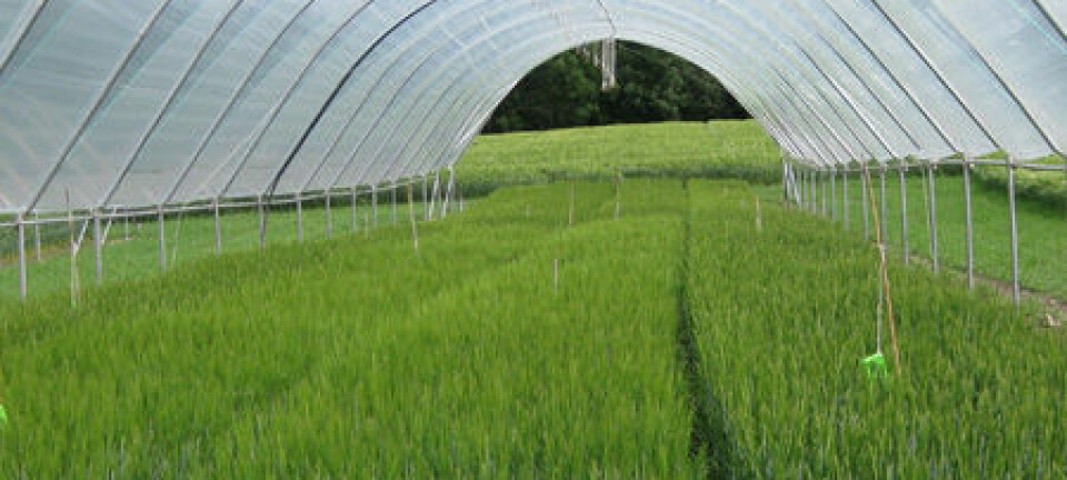 Ved Bioforsk Øst Apelsvoll på Toten legges kornfelt i tunell for å finne ut hvordan klimaendringer kan påvirke kornkvalitet. (Foto: Unni Abrahamsen)