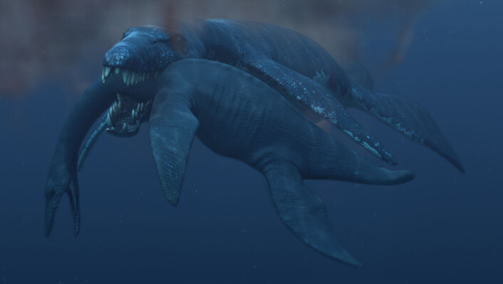 En 45 tonn tung pliosaur angriper en plesiosaur (Illustrasjon: Atlantic Productions) En 45 tonn tung pliosaur angriper en plesiosaur (Illustrasjon: Atlantic Productions)