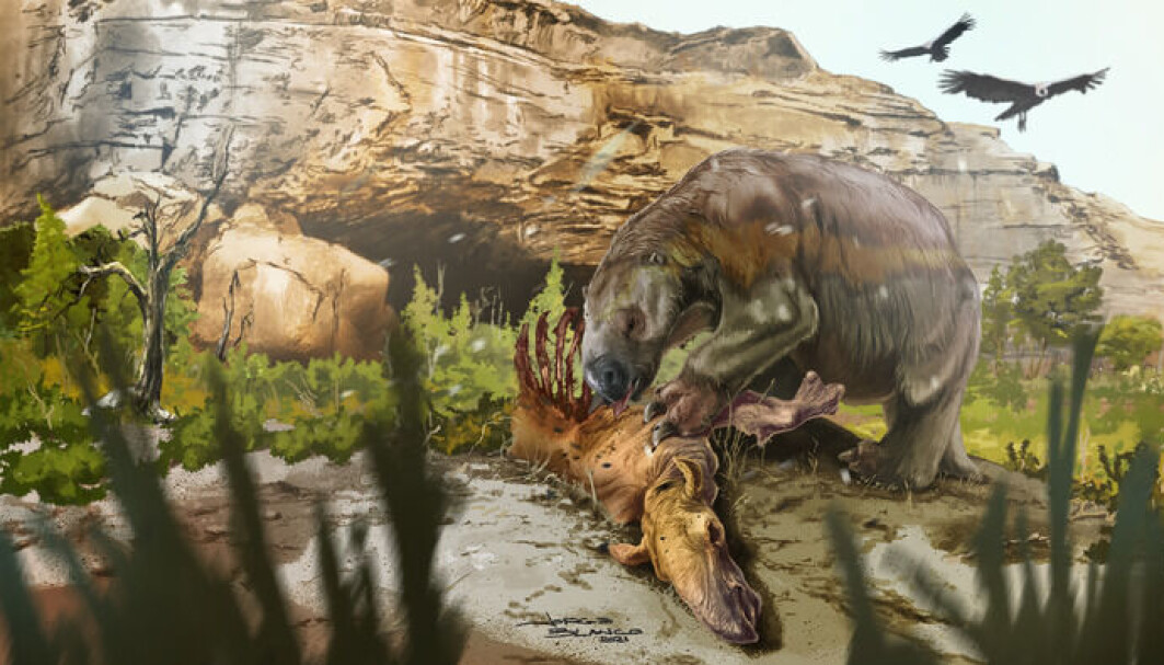 Et kjempedovendyr gomler i seg kjøtt fra et utdødd pattedyr. Selv om kjempedovendyrene var planteetere, kan arten Mylodon darwinii også ha spist kjøtt. Et kjempedovendyr gomler i seg kjøtt fra et utdødd pattedyr. Selv om kjempedovendyrene var planteetere, kan arten Mylodon darwinii også ha spist kjøtt.