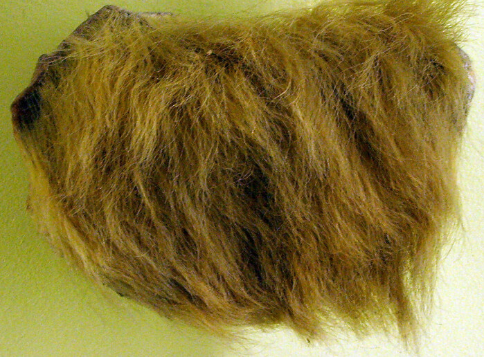 En pels-bit fra <span class=" italic" data-lab-italic_desktop="italic">Mylodon darwinii</span>. En pels-bit fra <span class=" italic" data-lab-italic_desktop="italic">Mylodon darwinii</span>.