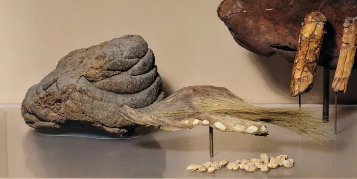 Avføring og hår fra <span class=" italic" data-lab-italic_desktop="italic">Mylodon darwini </span>utstilt ved American Museum of Natural History.