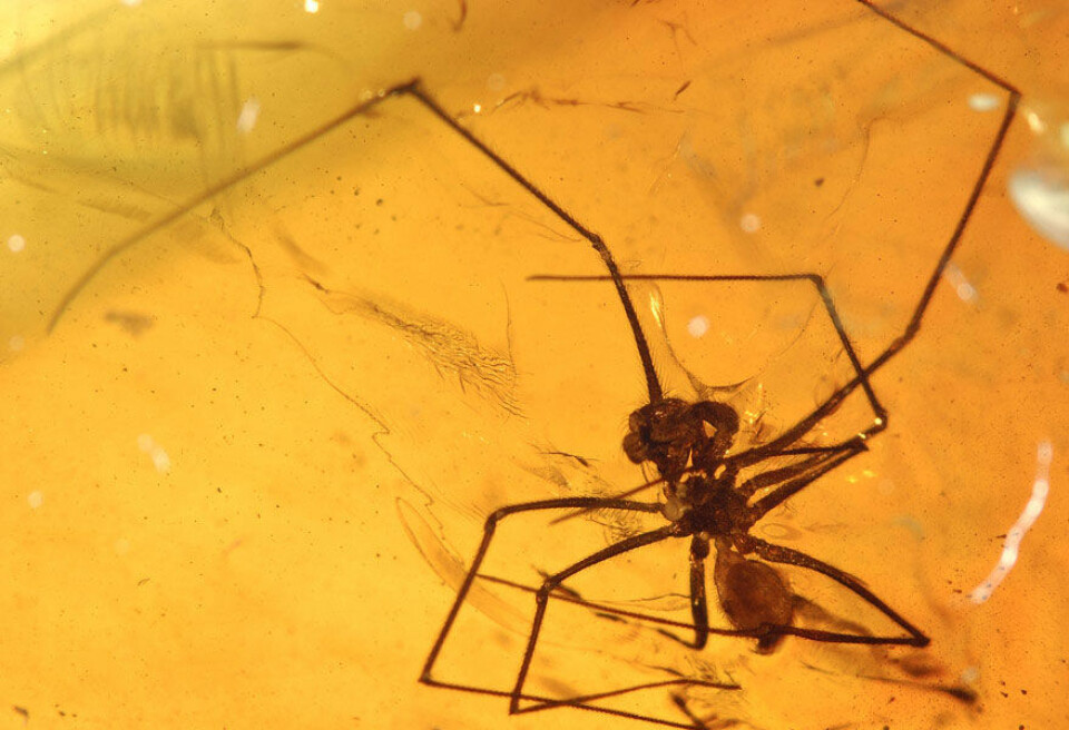 'En 50 millioner år gammel edderkopp funnet i ravforekomstene i Cambay i India. (Foto: David Grimaldi/AMNH)'