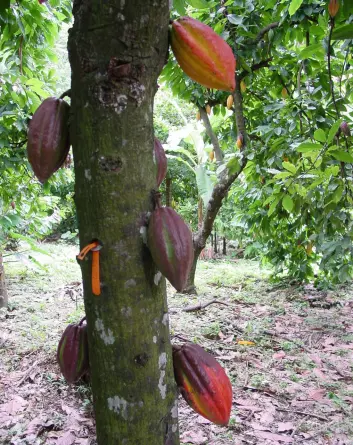 Kakafrukene vokser ut fra stammen, og rommer kakaobønner på innsiden. (Foto: Mark Guiltinan, Penn State)