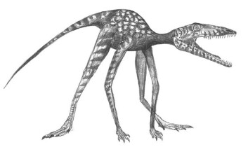 Rekonstruksjon av Prorotodactylus, som hadde dinosauraktig gange og plassering av tærne. (Foto: Grzegorz Niedźwiedzki) Rekonstruksjon av Prorotodactylus, som hadde dinosauraktig gange og plassering av tærne. (Foto: Grzegorz Niedźwiedzki)