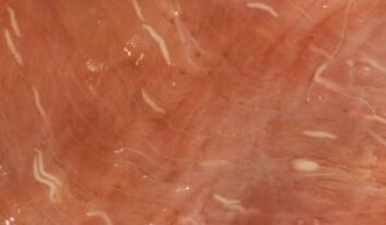 Ulike sarcocyster i muskulatur fra elg (lysmikroskopi). (Foto: Bjørn Gjerde, NVH) Ulike sarcocyster i muskulatur fra elg (lysmikroskopi). (Foto: Bjørn Gjerde, NVH)